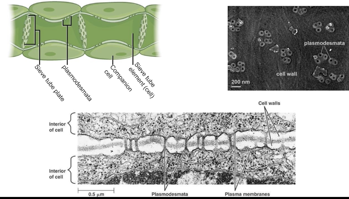 <ul><li><p>Plasmodesmata are <strong>plant cell structures similar to animal gap junctions</strong></p></li><li><p>Important in <strong>phloem function</strong> in flowering plants</p></li><li><p>Phloem = system of <strong>elongated tubes transporting nutrients (e.g., sucrose)</strong> from leaves to rest of plant</p></li><li><p>Phloem cells (sieve-tube elements) connected by <strong>modified/enlarged plasmodesmata forming sieve tube plates</strong></p></li><li><p>Sieve-tube elements are <strong>metabolically inactive</strong></p><ul><li><p><strong>Companion cells</strong> support sieve-tube elements by providing <strong>ATP, proteins, and substances</strong></p></li><li><p>Companion cells also connected by <strong>plasmodesmata</strong> to phloem cells</p></li></ul></li><li><p>TEM images show plasmodesmata channels span <strong>two cell membranes and the cell wall</strong></p></li><li><p>Plasmodesmata appear as <strong>donut-shaped structures</strong> in electron microscopy</p></li></ul><p></p>