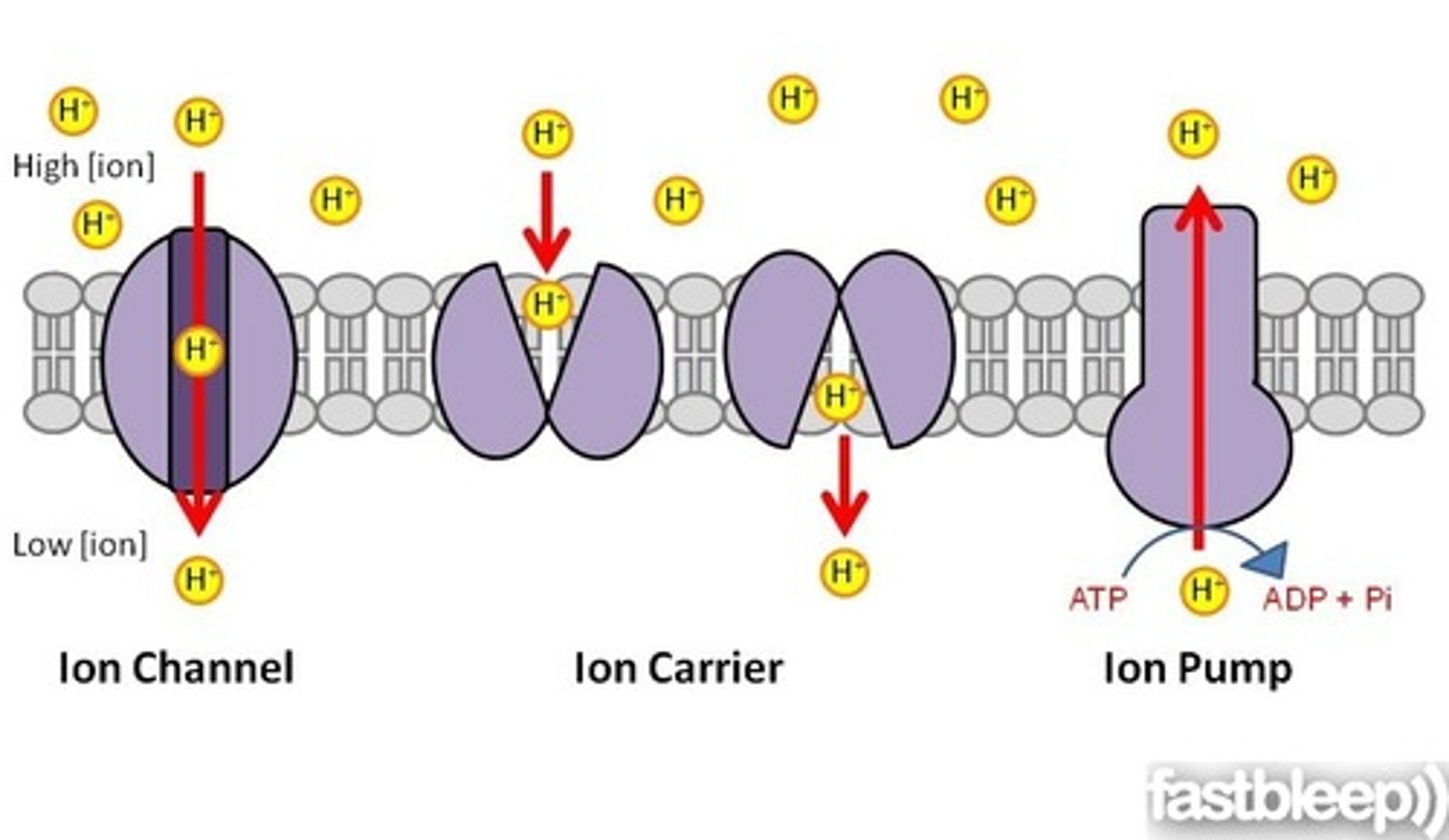 <p>Cations. When a molecule binds to a receptor on an ion channel, the ion channel opens and +ions begin to flow in, causing depolarization, and an action potential.</p>