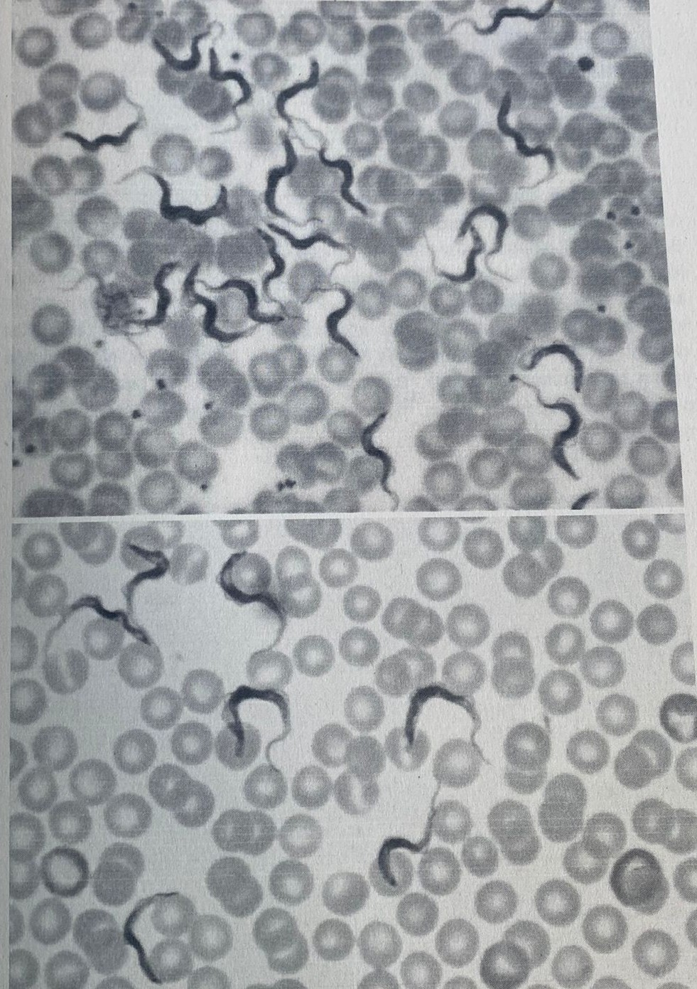 <img src="https://knowt-user-attachments.s3.amazonaws.com/d812447a-df03-4ff8-9a7f-1a1f4adbf929.jpg" data-width="100%" data-align="center" alt="knowt flashcard image"><img src="https://knowt-user-attachments.s3.amazonaws.com/06009461-3be6-40a0-bc66-19a5638c64da.jpg" data-width="100%" data-align="center" alt="knowt flashcard image"><p></p>