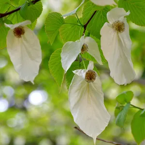 <p>Davidia involucrata</p>