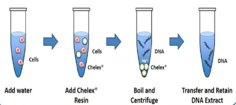 This type of extraction produces ssDNA, so it is only good for PCR based testing. It is faster than organic, fewer steps, and there is a lower chance of sample to sample contamination.
-nucleases inactivated
-ion exchange resin
-ions chelate Mg2+ (inactivates nucleases)