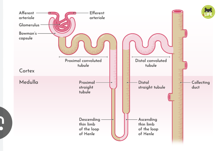 <p>Changes based on function of GFR</p><ol><li><p>Tubular obstruction, kidney stones, and tubular necrosis will cause a block in the collecting duct and decrease net filtration and increase BCP. This will effect how much we absorb and filtration rate</p></li></ol><p></p>