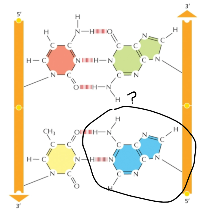 <p><span><span>Identify the indicated amino acid</span></span></p>
