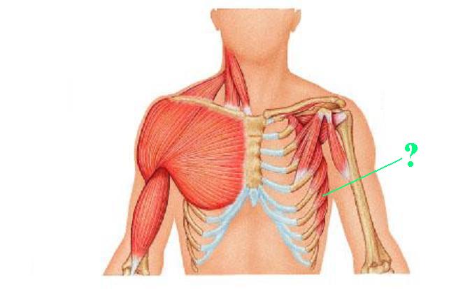 <p><span>Identify the indicated muscle</span></p>