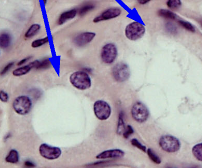 <p>A single layer of cube-like cells with round nuclei.&nbsp;about as tall as they are wide, with a <strong>round, centrally located nucleus&nbsp;</strong></p><ul><li><p>under the microscope, they look like tiny boxes/dice</p></li></ul><p></p>