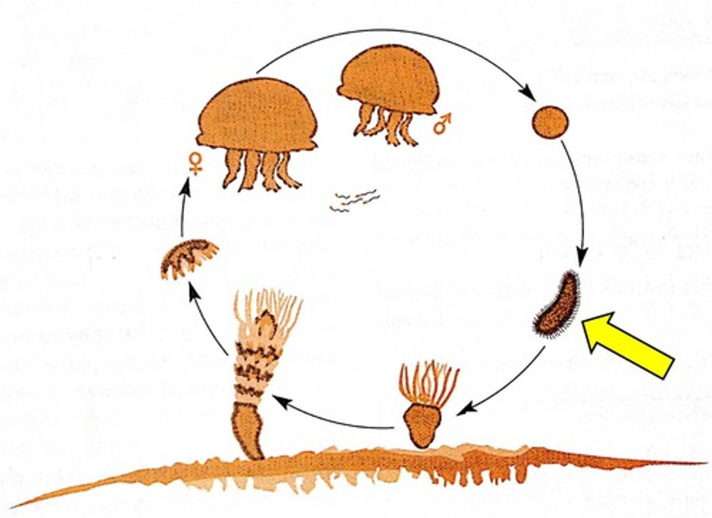 <p>ciliated larva of cnidarians</p>