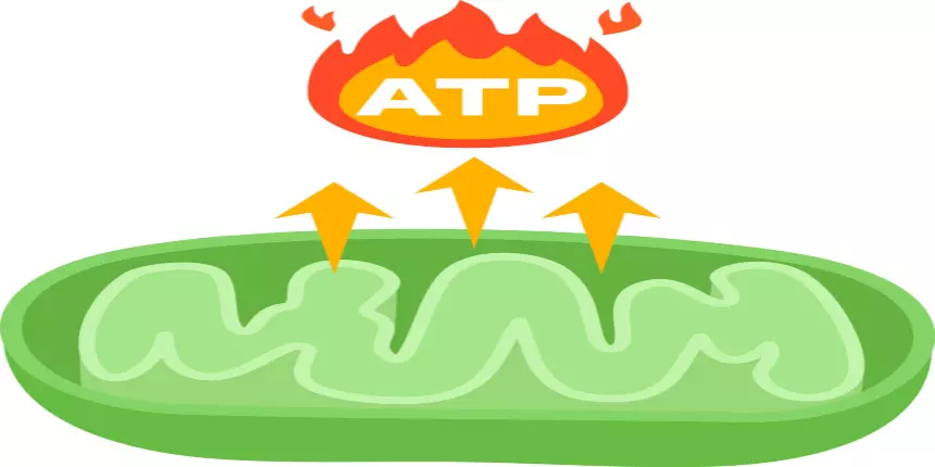 <p>Adenosine triphosphate, a molecule that stores energy and is produced in the mitochondria of muscle cells.</p>