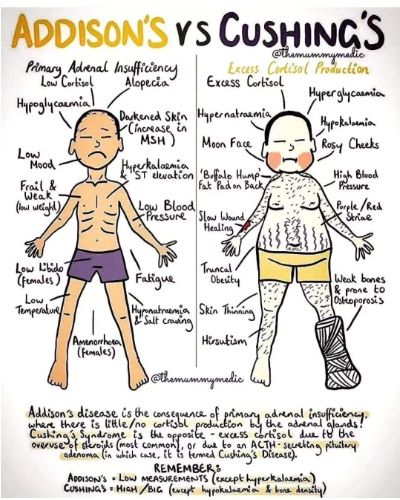 <p>What disorders involve adrenal hormone imbalance?</p>