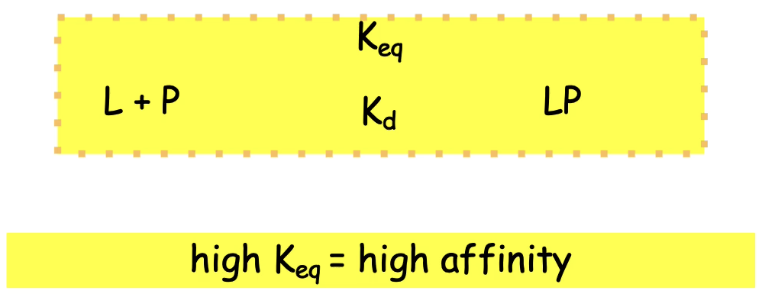 <ul><li><p class="">Binding affinity relates to the <strong>free energy of interaction</strong>.</p></li><li><p class=""><strong>Keq (equilibrium constant):</strong></p><ul><li><p class="">High Keq → strong affinity (binding favored, reaction tends right → LP complex).</p></li><li><p class="">Low Keq → weak affinity (reaction favors dissociation → L + P).</p></li></ul></li><li><p class=""><strong>Kd (dissociation constant):</strong></p><ul><li><p class="">High Kd = weak binding (more dissociation).</p></li><li><p class="">Low Kd = strong binding (more stable complex).</p></li></ul></li><li><p class="">Formula:</p><ul><li><p class=""><strong>P + L ⇌ PL</strong> (Protein + Ligand ⇌ Protein-Ligand complex)</p></li></ul></li></ul><p></p>