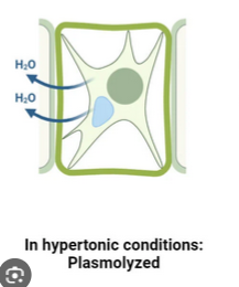 <p>Plasmolyzed Cell</p>