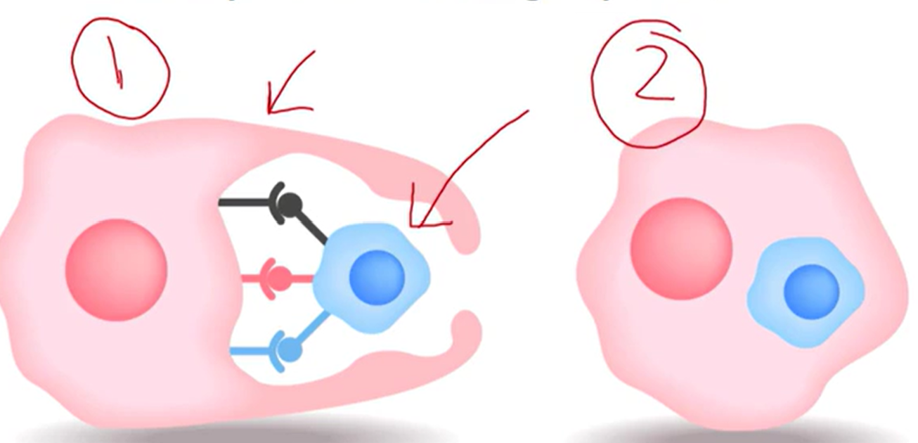 <ul><li><p>Cell-eating</p></li><li><p>Cell is moving around to find targets to eat</p><ul><li><p>cell = phagocyte</p></li></ul></li><li><p>Target large items they want to ingest</p></li><li><p>Frequently carried out by immune cells, which detect foreign pathogens</p></li></ul><p></p><ol><li><p>Where binding is occurring</p></li><li><p>Shape changes and target is internalized</p></li></ol><p></p>
