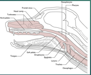<p>Upper respiratory tract </p>