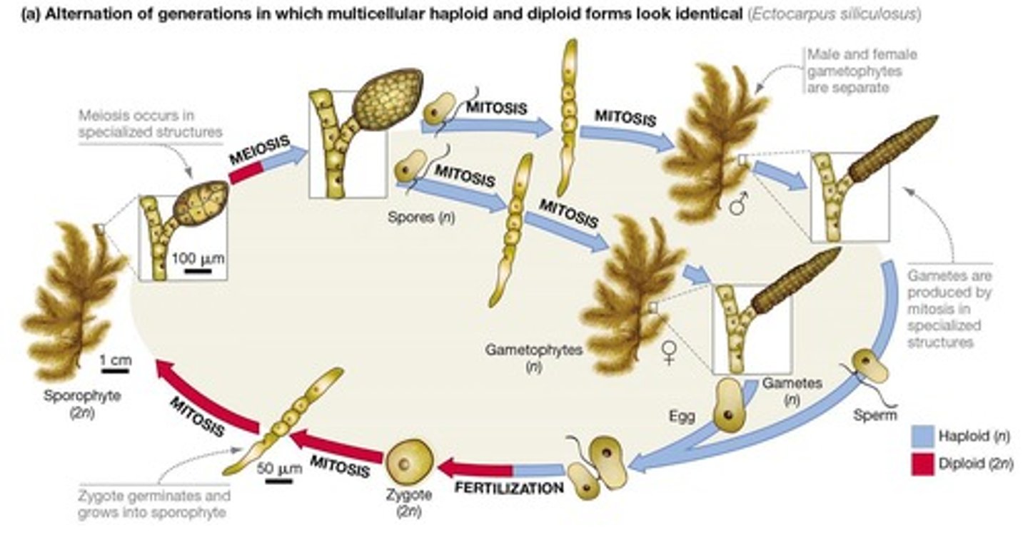 <p>Multicellular Protists can have multicellular haploid and diploid forms, demonstrating alternation of generations.</p>