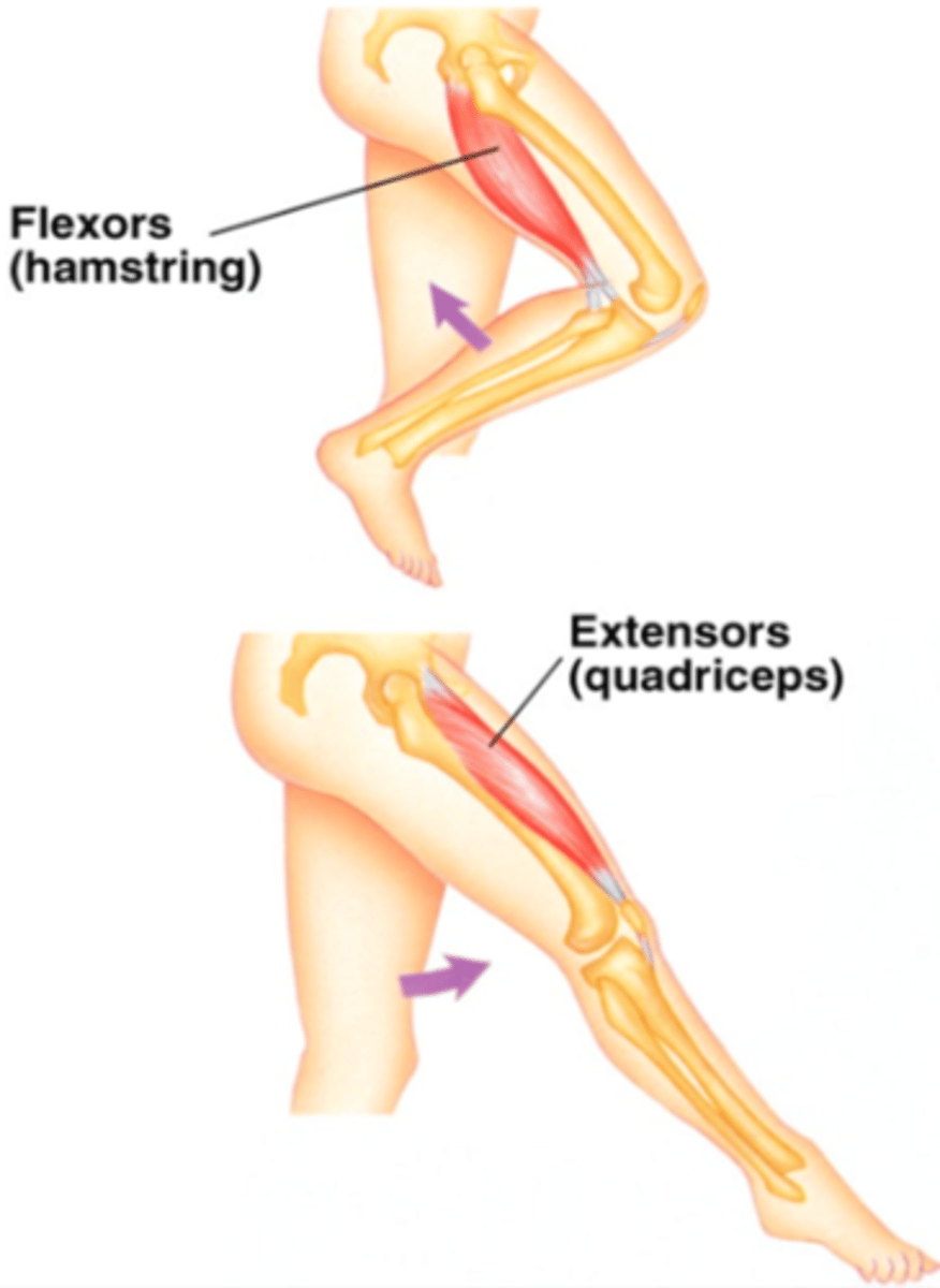 <p>The quadriceps would be the extensor and the hamstrings the flexor (as when the leg extends, it's the quadriceps that contracts and when it bends, it's the hamstrings that contract)</p>