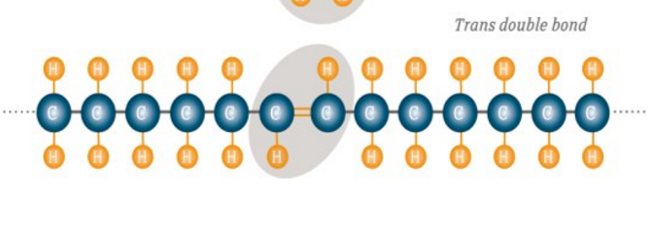 <p>mostly modified, food industry makes it through hydrogenation. eg: margarines, cookies, muffins, fried food, cinnamon roll (1 has 5g trans fats). purpose: longer shelf life, but increases cardiovascular risks. some naturally occurring ones are dairy and meats</p>