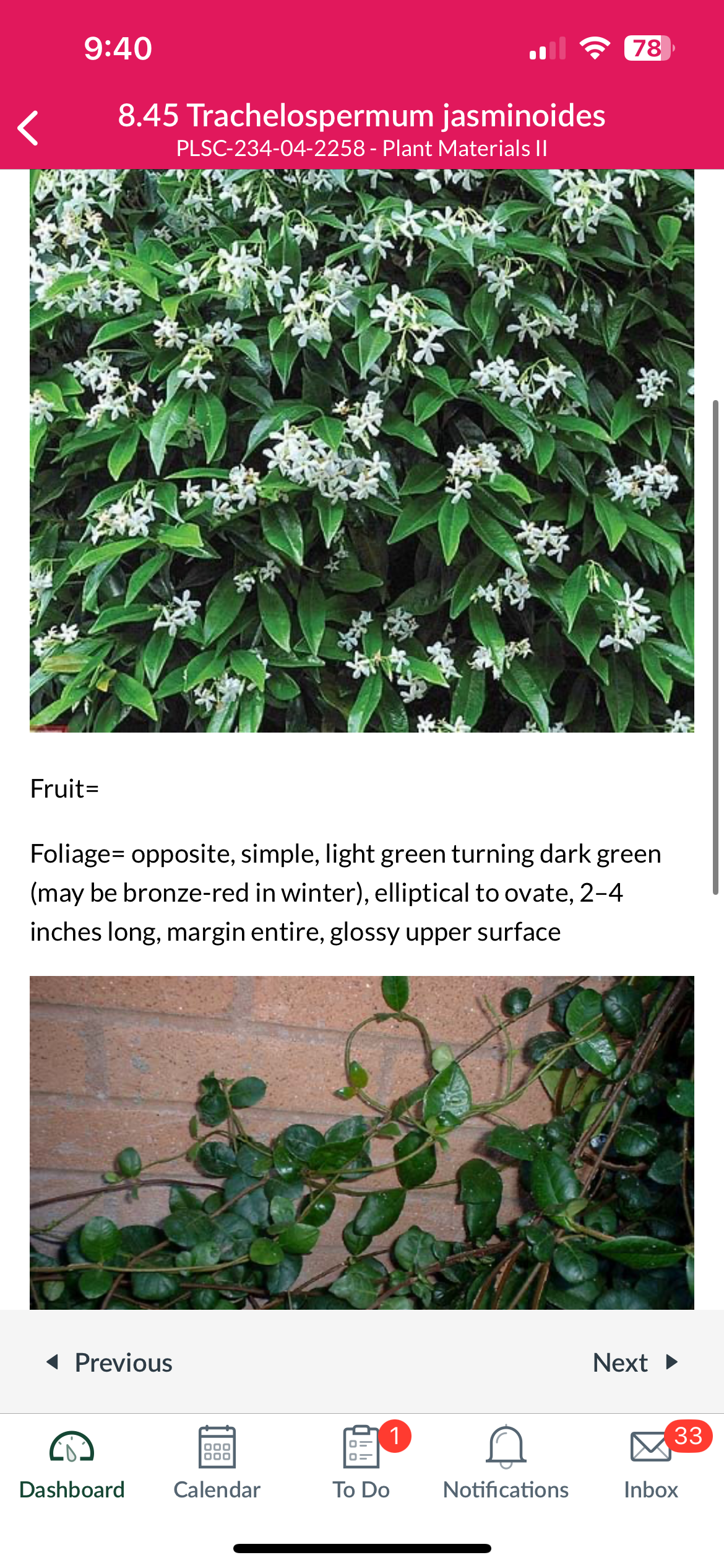 <p>Trachelospermum jasminoides</p>