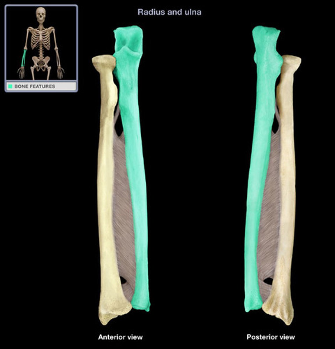 <p>small, rounded distal end of the ulna; articulates with the ulnar notch of the distal radius, forming the distal radioulnar joint</p>