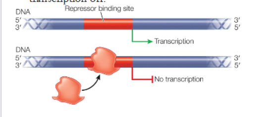 <p>What are the two general operon types?</p>