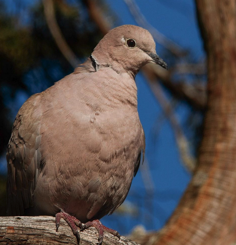 <p><em>Eurasian </em>Collared Dove</p>