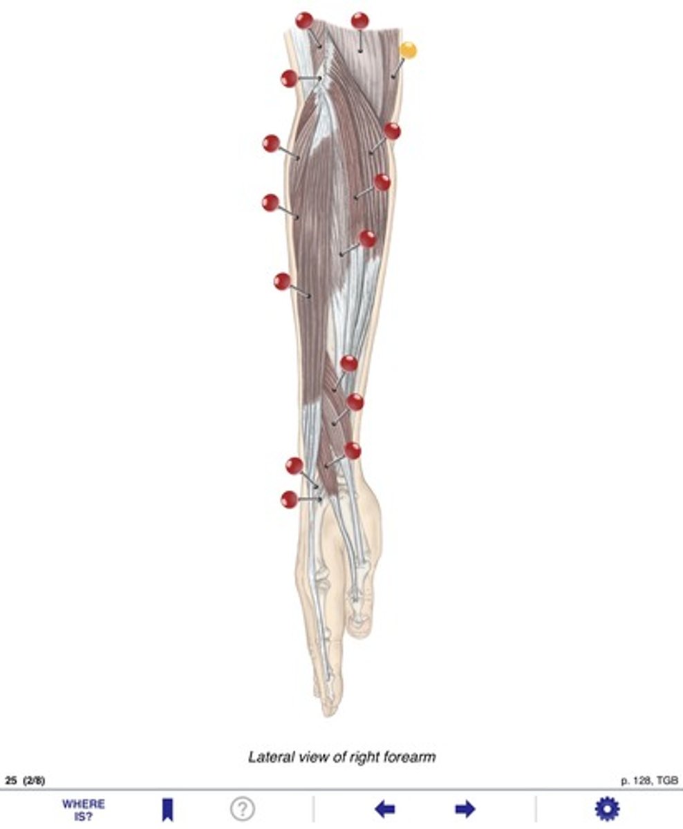 <p>Name the muscle at the yellow pin</p>