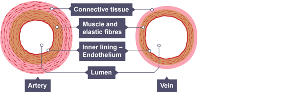 Arteries and veins