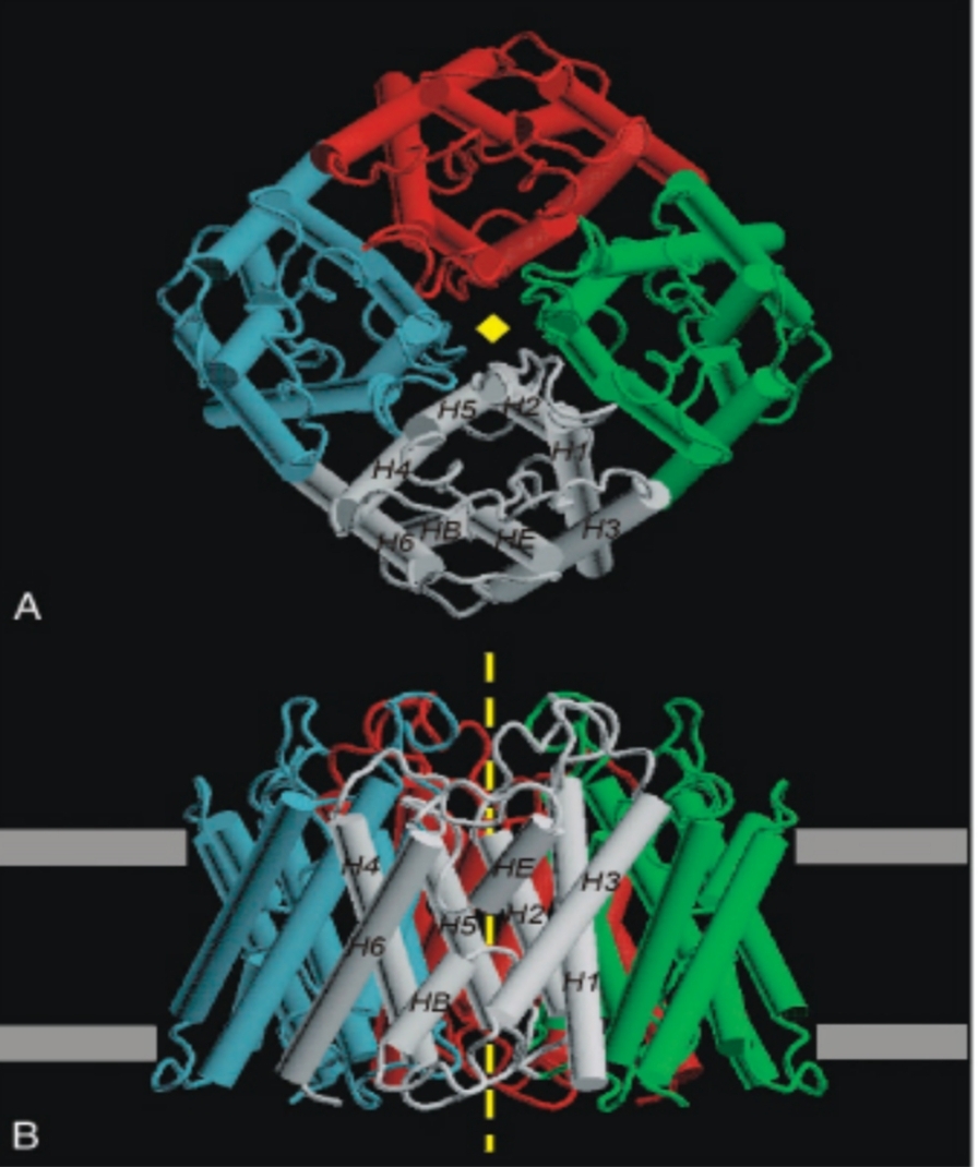 <p>pore</p><p>homotétramère : 6hélice tm̸ par monomère</p><p class="has-focus">5 isoforme</p><p class="has-focus">AQ1 : + ubiquitaire, partt, ++ m̸ GR</p><p class="has-focus">AQ2 : m̸ apical tube collecteur du rein, position sur m̸ controle hormone</p><p class="has-focus">AQ5 : produit larme+salive</p><p class="has-focus"></p>