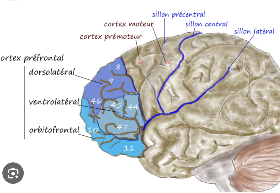 The PFC is a region of the frontal cortex (the most anterior part of the brain, anterior to central sulcus) that comprises several Brodmann areas and receives reciprocal projections from the thalamic medio-dorsal nucleus. It can be divided into medial PFC, dorso/ventrolateral PFC, and orbital PFC. 

 	 