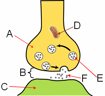 <p><span style="line-height: 1.25; font-size: 4.21667vmin;"><strong><sub><sup><span>What is the structure labeled "D" in the image?</span></sup></sub></strong></span></p>