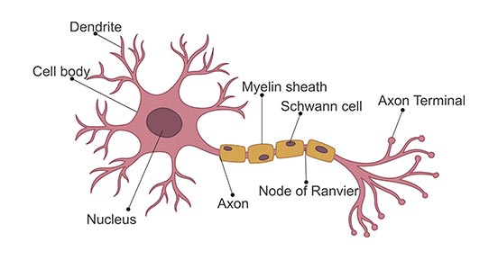 <p>passes messages away from the cell body to other neurons, muscles, or glands</p>