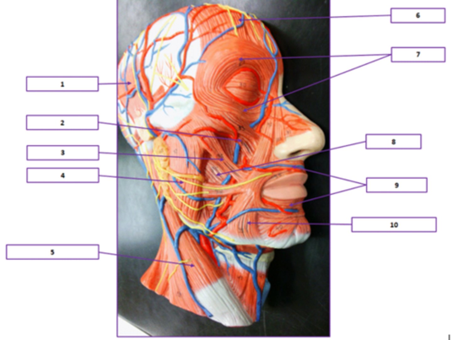 <p>Identify the muscle labeled 8.</p>