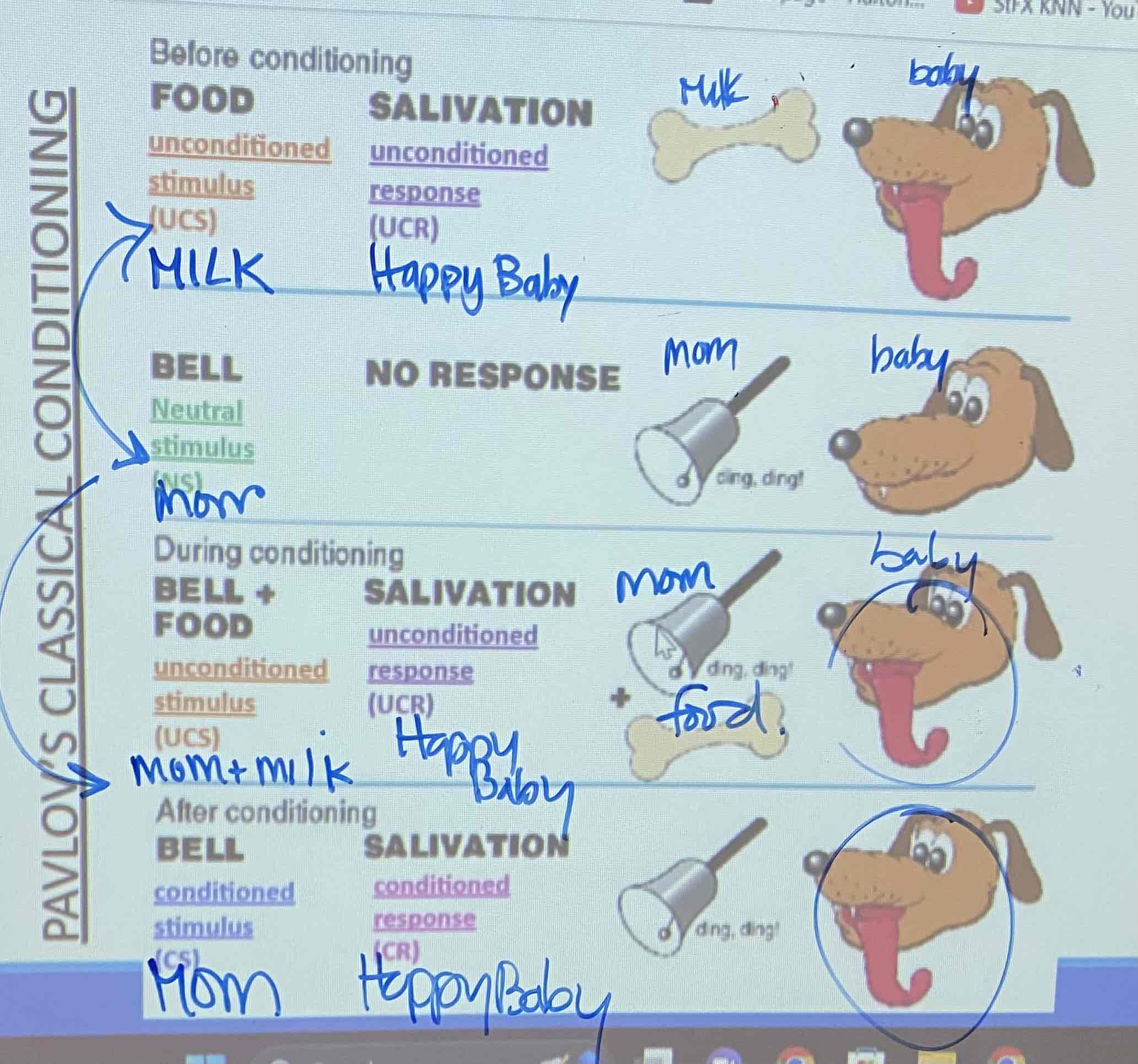 <p>classical conditioning</p>
