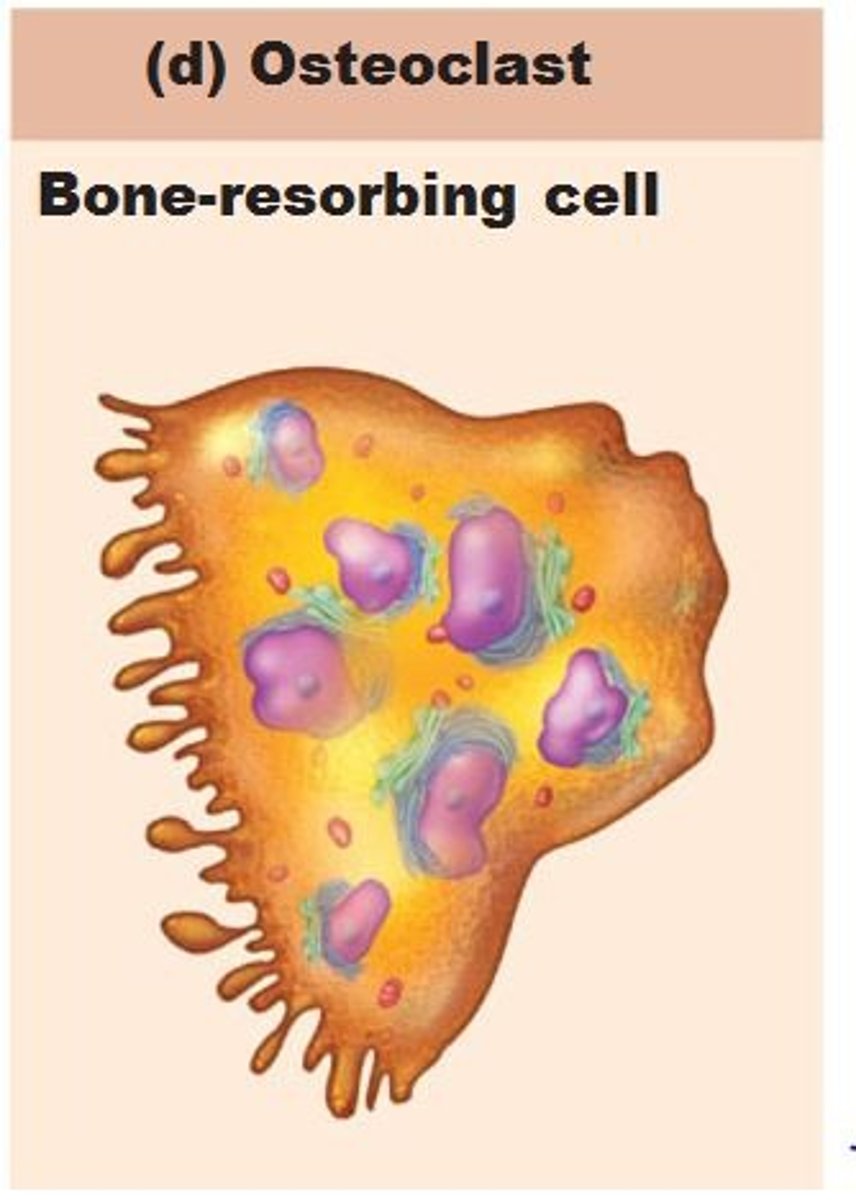 <p>derived from hematopoietic stem cells that become macrophages; giant, multinucleate cells for bone resorption; when active, rest in resorption bay and have ruffled border; ruffled border increases surface area for enzyme degradation of bone and seals off area from surrounding matrix</p>