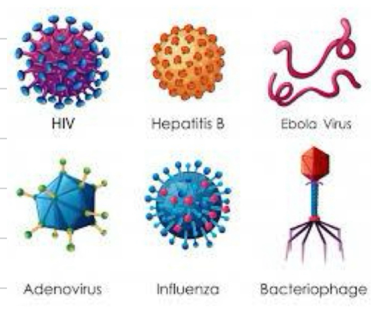 <p>Name three characteristics of viruses</p>