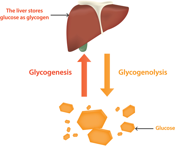 <p><span>Glucose is stored as ______ in the liver/muscle cells ?</span></p>