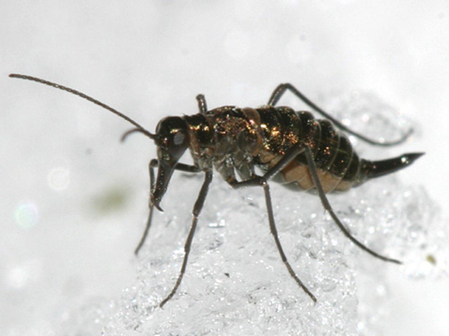 <p>Dark colored, live in wet moss, long antennae, long slender legs, prolonged face leads to jaw, reduced/absent wings, male wings: bristle like, female wings: scale like,</p>