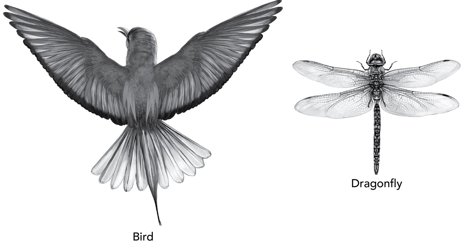 <p>DeMarco is comparing the bodies of a typical bird and winged insect, as shown in the diagram.</p><p></p><p>DeMarco is constructing an argument that the wings of the bird and insect are analogous structures. Which statement provides the STRONGEST evidence for this argument?</p><p>Responses</p><ul><li><p>The two types of wings are covered in different materials.</p><p></p></li><li><p>The two types of wings grow and develop from similar or identical embryonic tissues.</p><p></p></li><li><p>The two types of wings have different shapes and sizes.</p><p></p></li><li><p>The two types of wings grow and develop from different embryonic tissues.</p><p></p></li></ul>