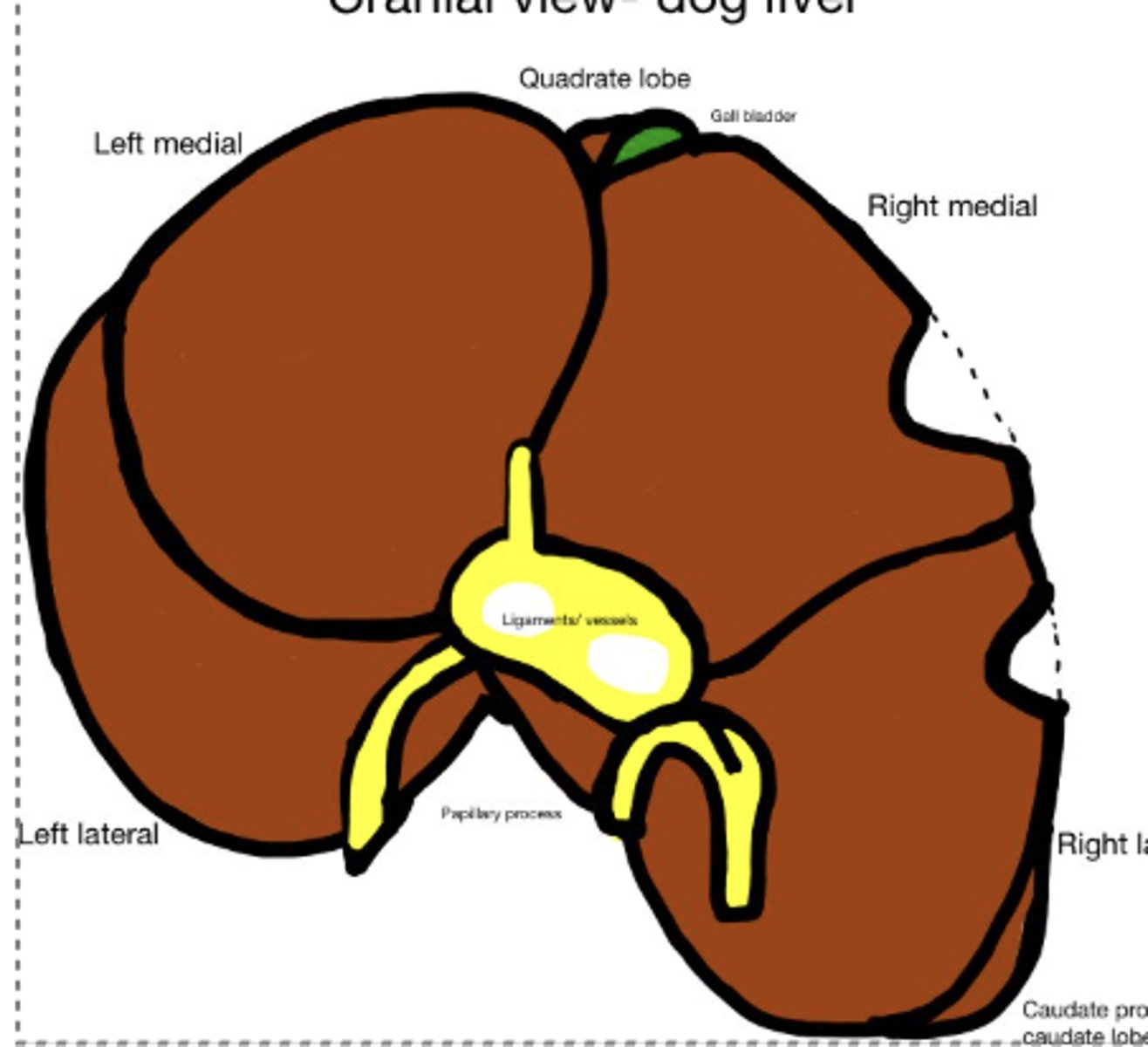 <p>What kind of contour is this?</p>
