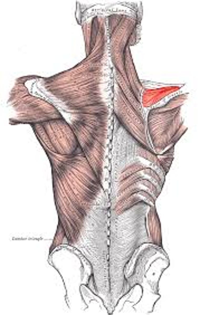 <p>posterior, sits on scapula bone above spine of scapula in supraspinous fossa</p>