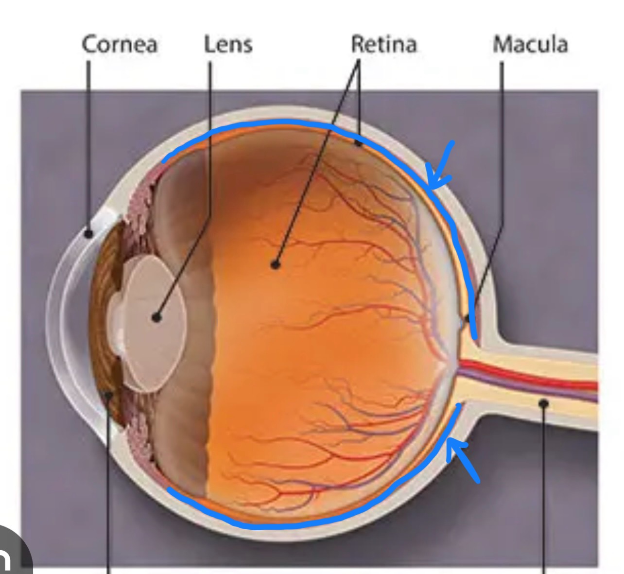 <p>What structure is this?</p>