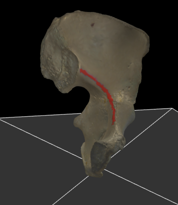 <p>De schuine lijn die begint onder de facies auricularis en een belangrijke anatomische markering van het bekken vormt.</p>