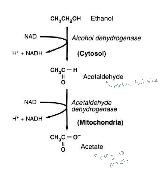<p>Ethanol → alcohol dehydrogenase (ADH) converts to acetaldehyde → acetaldehyde dehydrogenase (ALDH) converts to acetate</p>