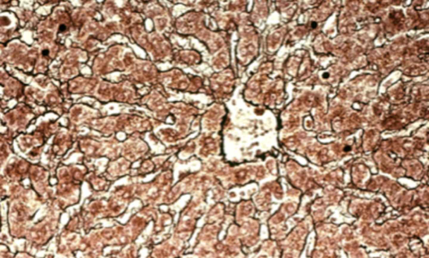 <p>What is this an image of</p>