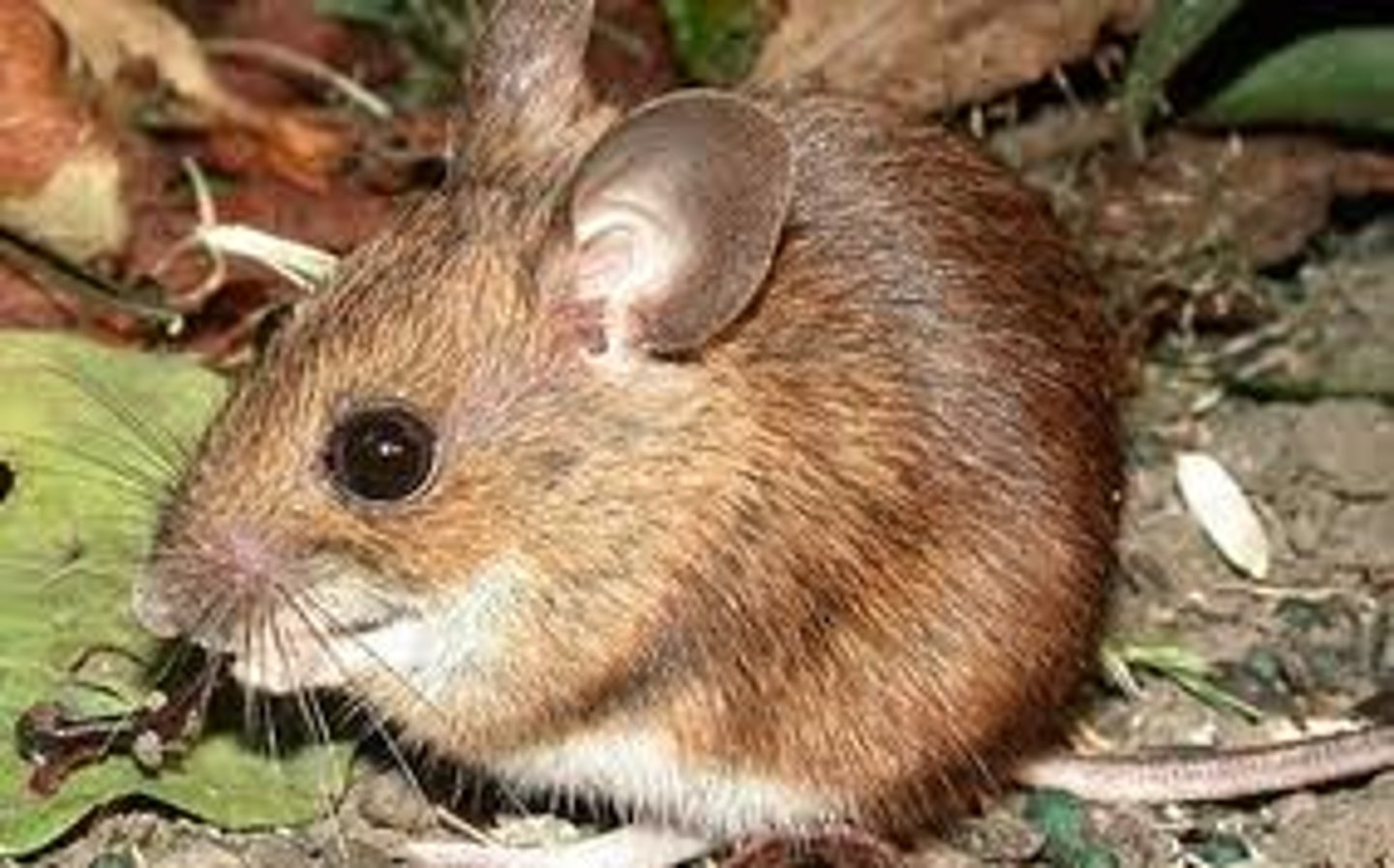 <p>Animal hunted or caught for food</p>