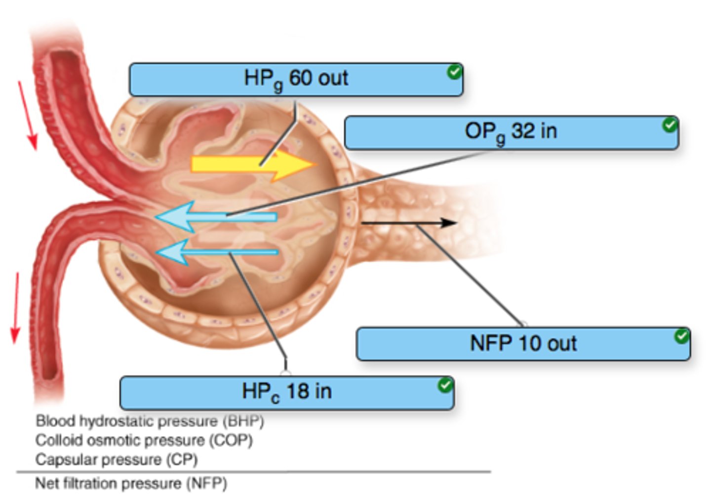 <p>The first step in urine formation in which substances in blood pass through the filtration membrane and the filtrate enters the proximal convoluted tubule of the nephron.</p>