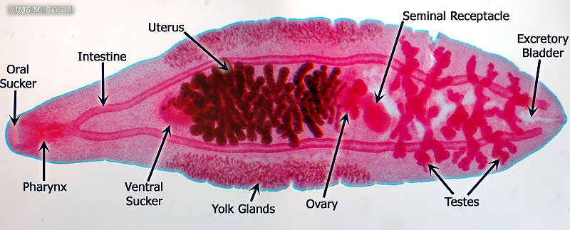 <p>1.)Platyhelminthes</p><p>2.)Trematoda</p><p>3.)Clonorchis sinesis</p><p>4.)Endoparastic</p><p>5.) picture</p><p>6.) Snails</p><p>7.) Monoecious</p>