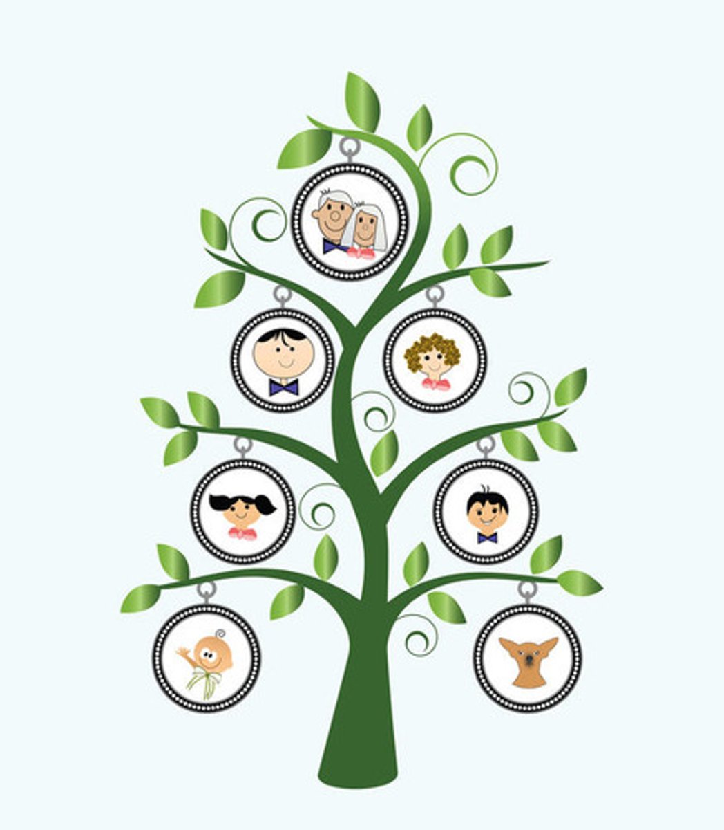 <p>the passing of genetic material from parents to offspring.</p>