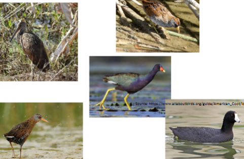 <p>cranes, rails, coots and gallinules</p>