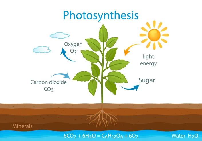 <p>photosynthesis equation / purpose</p>
