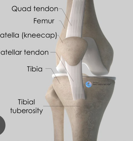 <p>tibia→ tibial tuberosity </p>