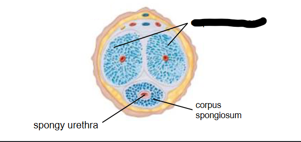 <p>What is this within the Penis?</p>